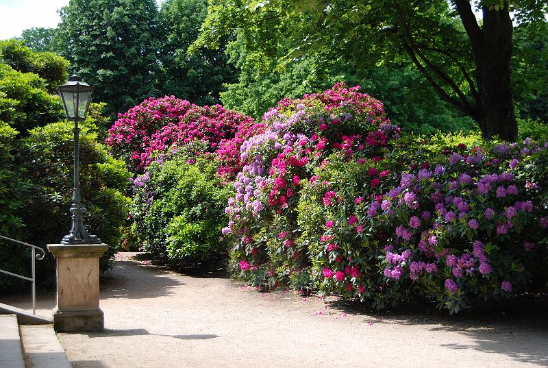2009-05-19, Rhododendron (1).jpg